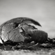Image for article titled Shooting Challenge: Blackwhite 13